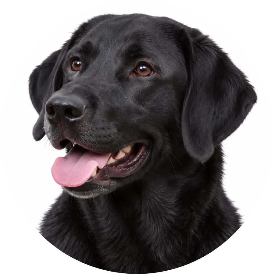 Max, a black Labrador retriever